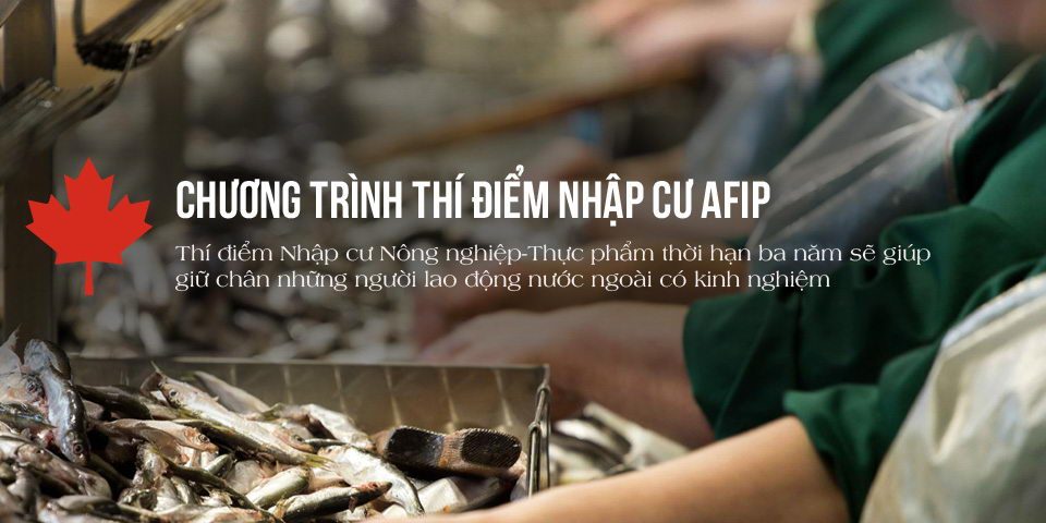 Chương trình thí điểm nhập cư AFIP